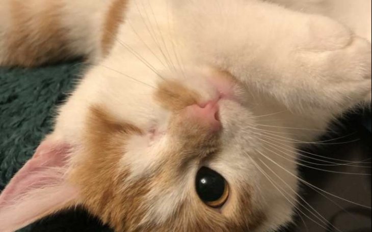 Zbiórka Na operację oka kota - zdjęcie główne