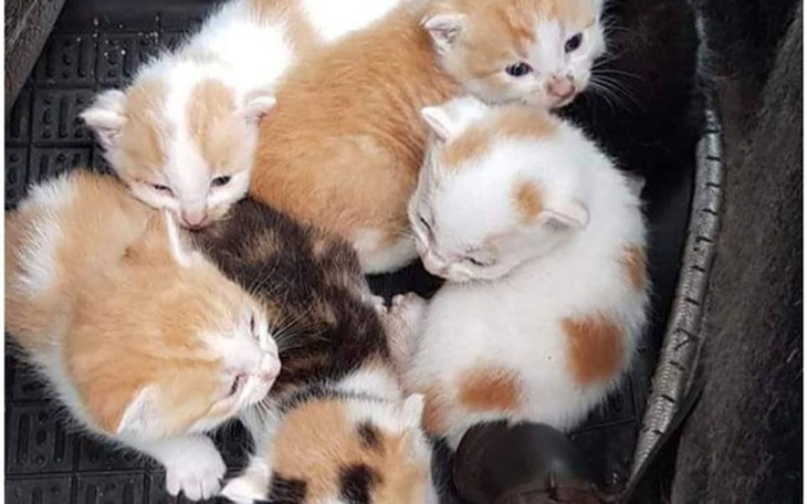 Zbiórka Kotki z wraku auta. - zdjęcie główne