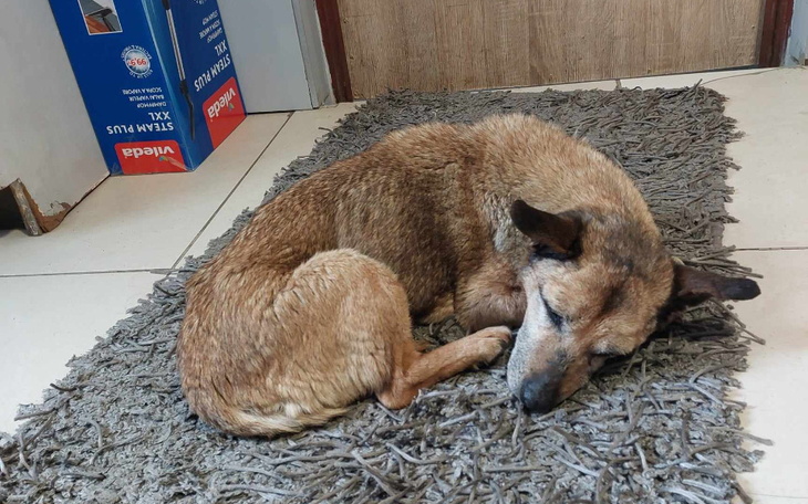 Śpiący pies na dywaniku w biurze.