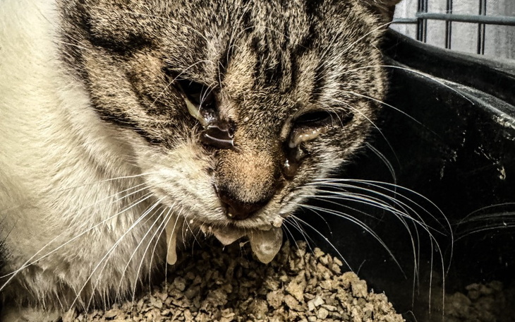 Kot z łzawiącymi oczami, siedzący w kuwecie.