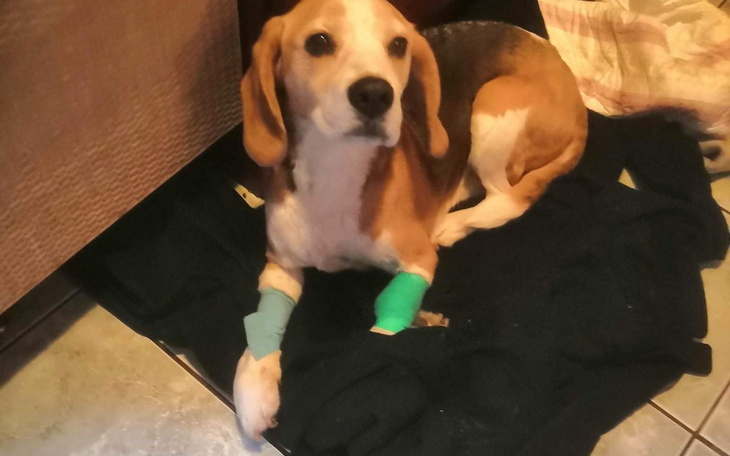 Zbiórka Mam syna chce żyć. Pies - zdjęcie główne