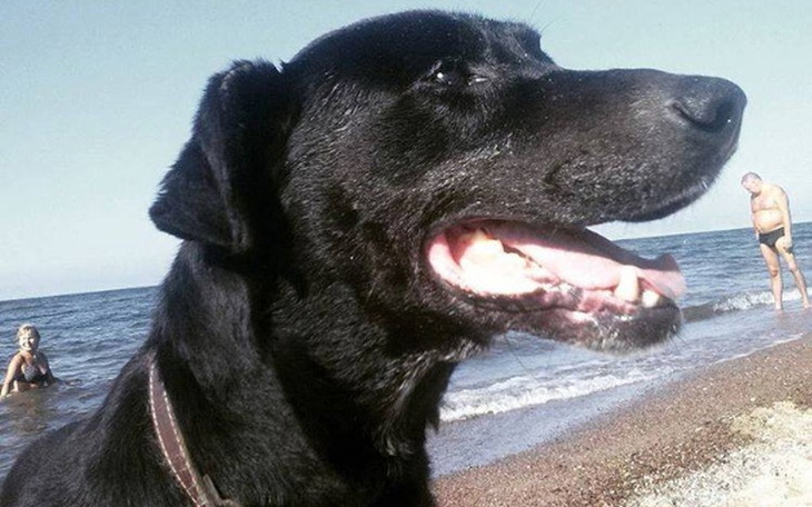 Czarny pies na plaży, cieszący się słońcem.