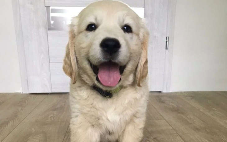 Słodki szczeniak golden retrievera z uśmiechem.