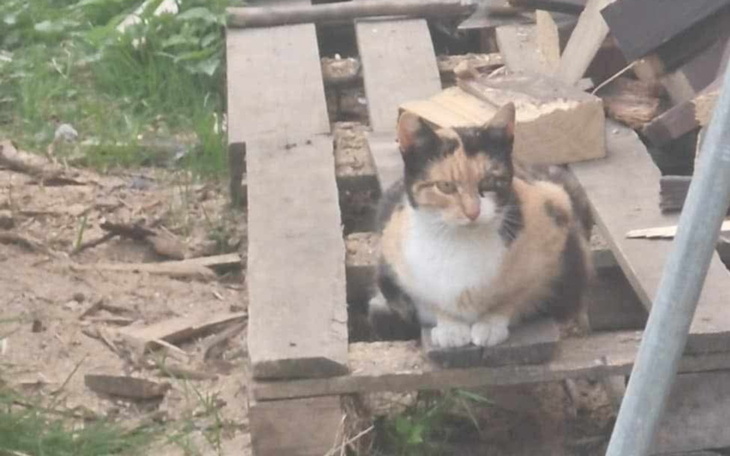 Kot siedzący na drewnianych paletach w ogrodzie.