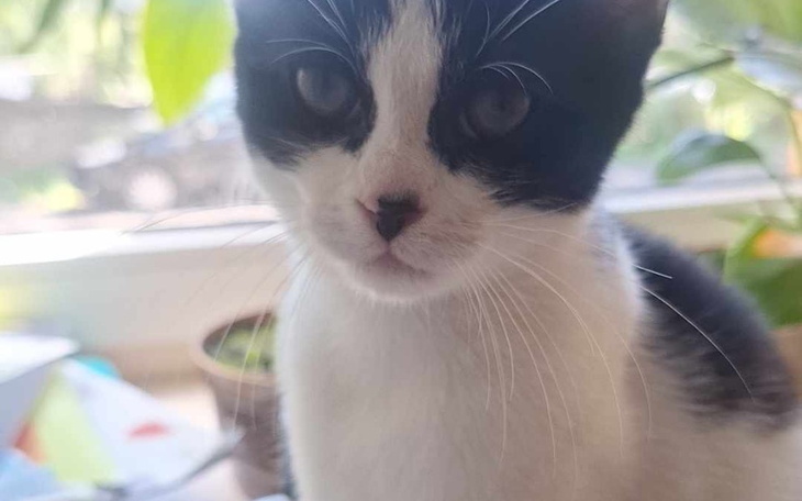 Zbiórka Dla Łaci na operacje - zdjęcie główne