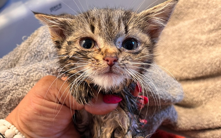 Zbiórka Kociaki w dramatycznym stanie - zdjęcie główne