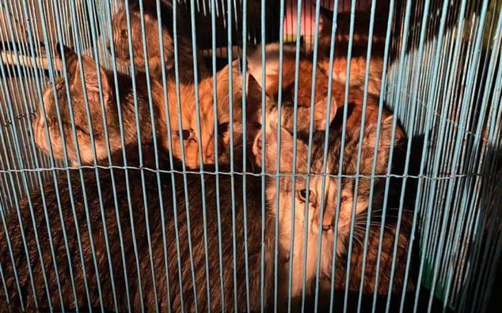 Zbiórka Azyl dla kotów z Ukrainy - zdjęcie główne