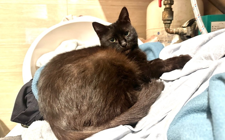 Zbiórka Kotka Figa - zbiera na suszarkę - zdjęcie główne