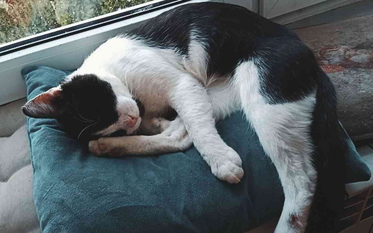 Zbiórka Chemioterapia dla Bestii - zdjęcie główne