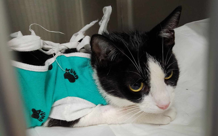 Zbiórka Prosimy o pomoc Mizi z działek - zdjęcie główne