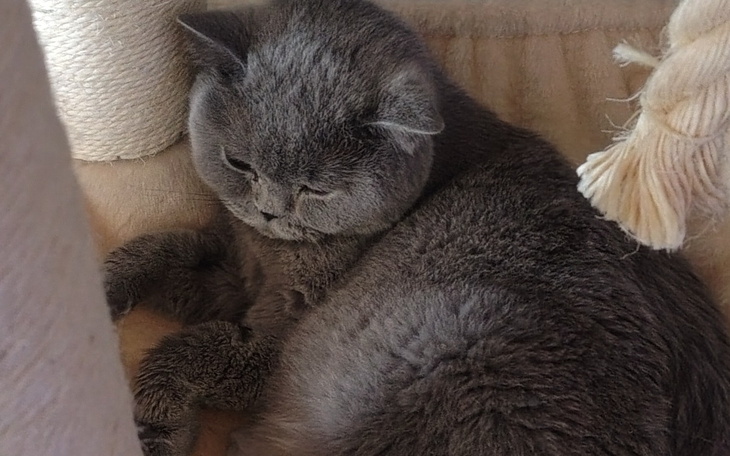 Szary kot leżący w wygodnym miejscu.