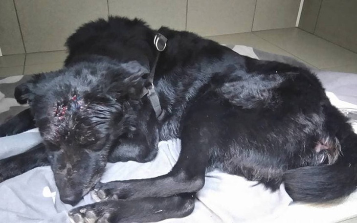 Czarny pies leżący na podłodze, z widocznymi ranami.