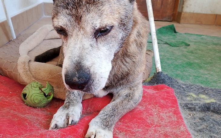 Zbiórka Vetoryl- lek na Cushinga - zdjęcie główne