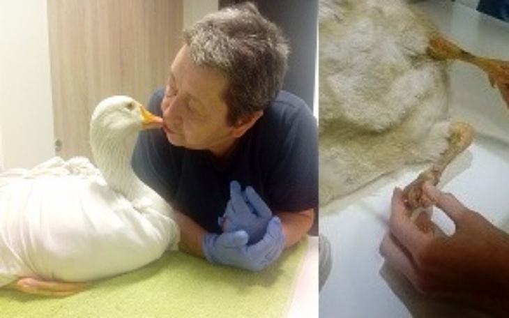 Zbiórka Ratujemy nogę Katarzynki . - zdjęcie główne