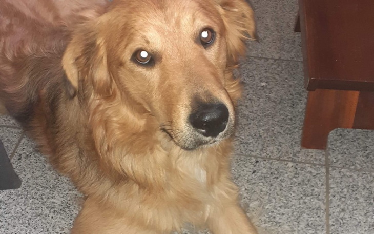 Złoty retriever leżący na podłodze.