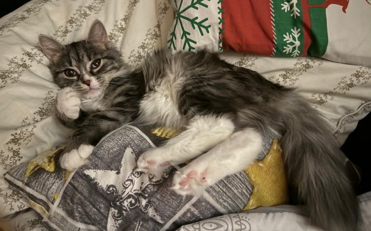 Kot leżący na poduszkach, relaksujący moment.