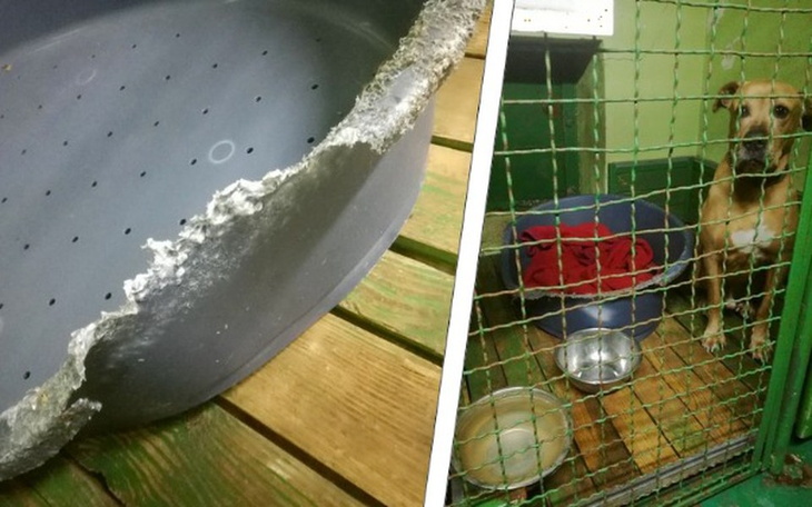 Zbiórka Nowe legowiska dla schroniska - zdjęcie główne