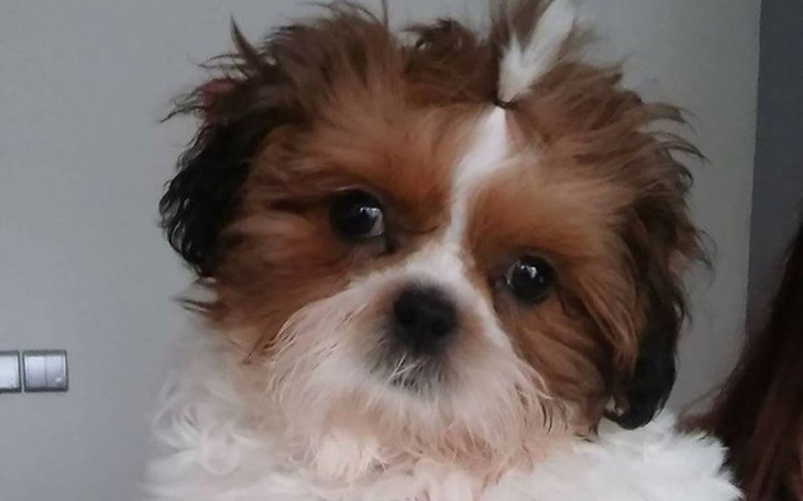 Zbiórka Gastroskopia Diega - zdjęcie główne