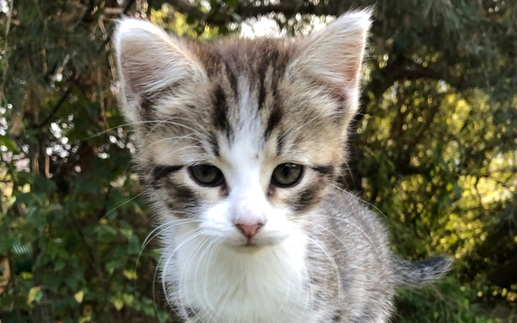 Zbiórka Pomóż potrzebującym kotom - zdjęcie główne