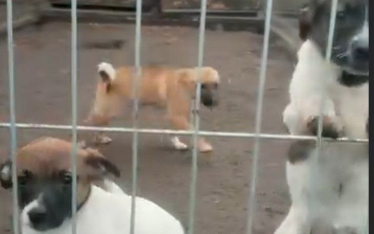 Szczeniaki w schronisku, bawiące się za ogrodzeniem.