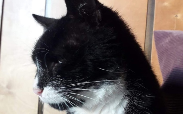 Zbiórka Karma dla Pana Kota - zdjęcie główne