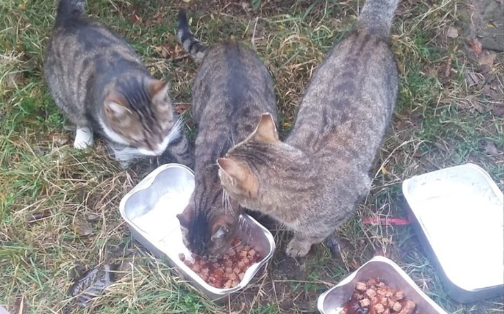 Zbiórka Bezdomne i głodne koty proszą - zdjęcie główne