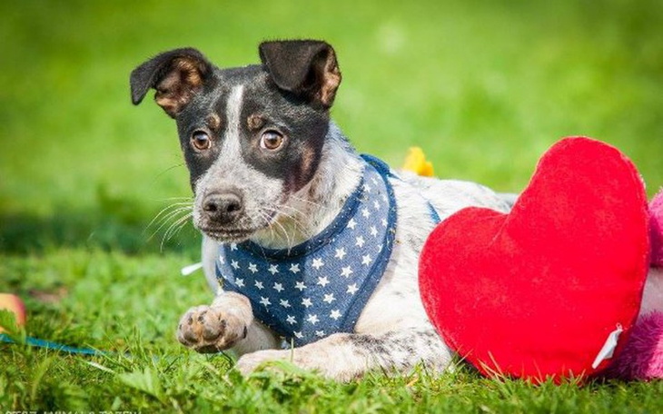 Pies w niebieskiej obroży, leżący na trawie obok serca.