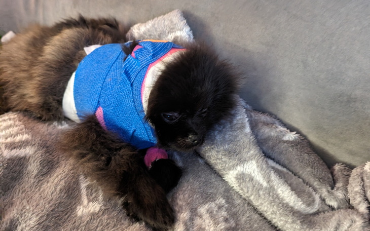 Zbiórka Ratujmy Gizmo - zdjęcie główne