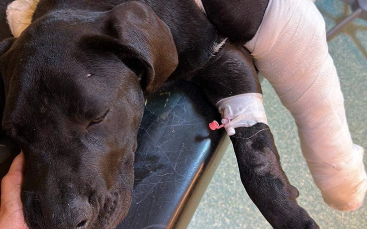 Zbiórka pilne leczenie złamanej łapy psa - zdjęcie główne