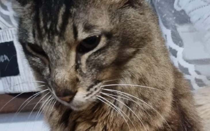 Zbiórka Na leczenie chorych nerek kota I - zdjęcie główne