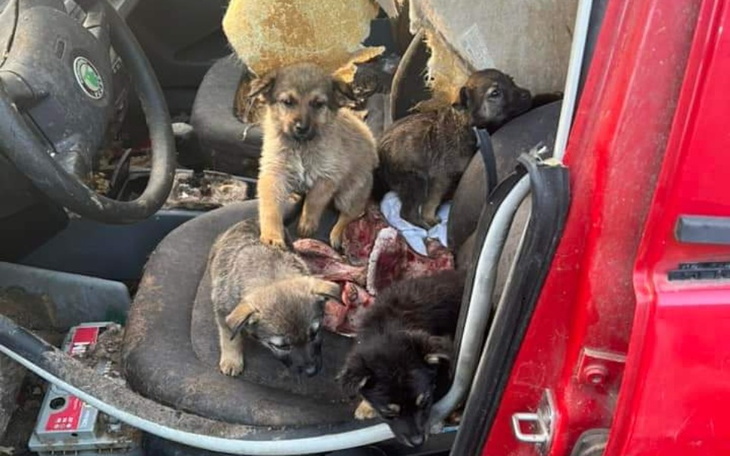 Zbiórka 5 szczeniaków z auta.Ratujemy je - zdjęcie główne