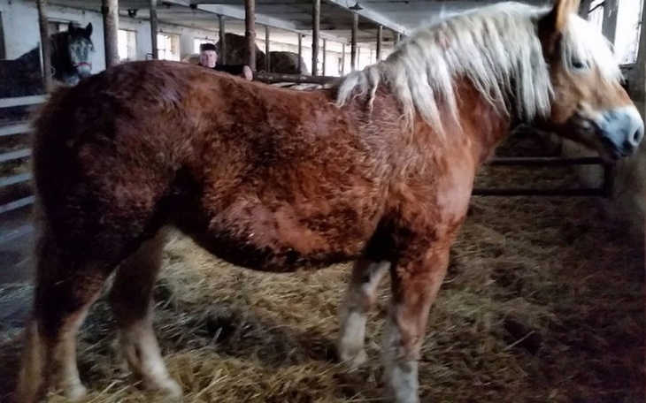 Zbiórka Wiatronogi Boże Koni... - zdjęcie główne