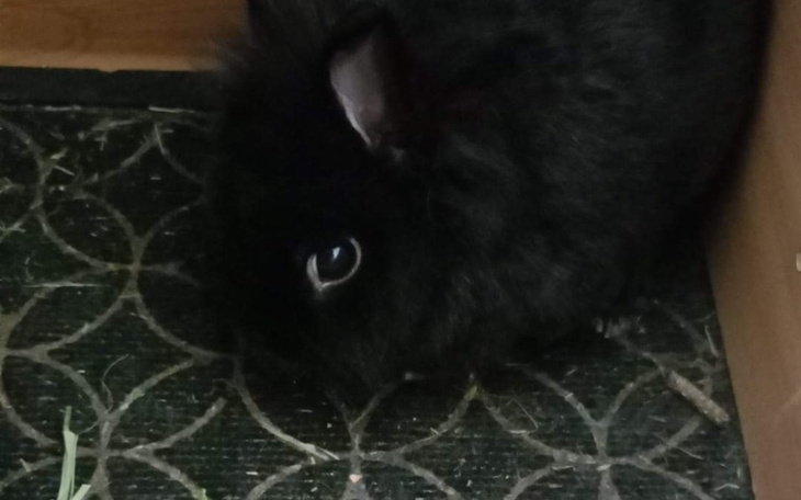 Zbiórka Leczenie Zygmunta - zdjęcie główne