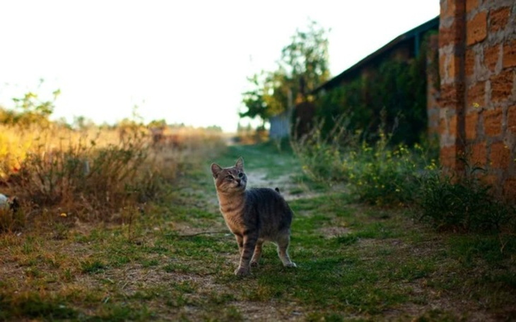 Kot spacerujący po zielonej łące.