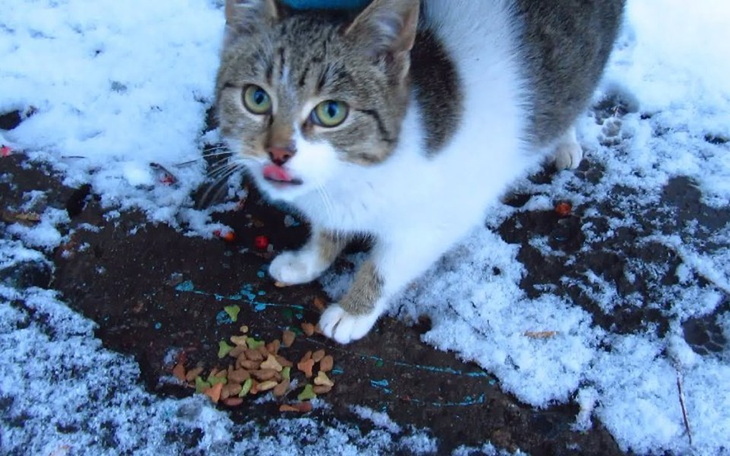 Zbiórka Tarnowskie koty głodują - zdjęcie główne