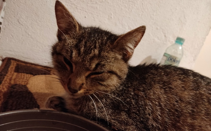 Zbiórka Leczenie porzuconego kotka - zdjęcie główne