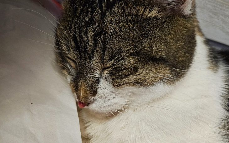 Zbiórka Kicia cierpi - zdjęcie główne