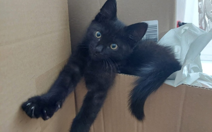 Zbiórka Zadbanie o kotka znajdy - zdjęcie główne