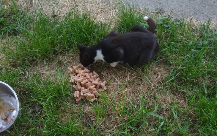 Zbiórka Potrzebne puszki i karma - zdjęcie główne