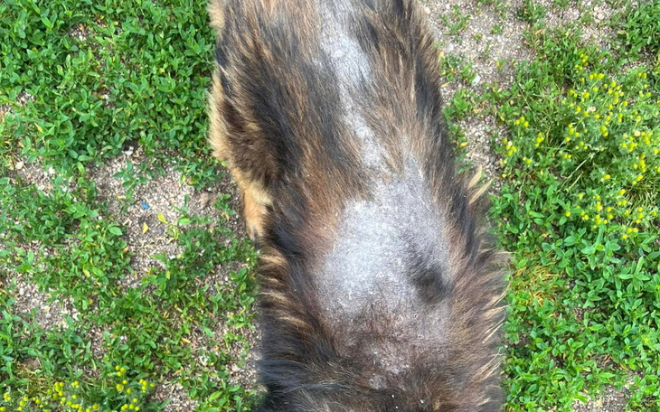 Zbiórka Wyrzucony stary i chory Zenuś - zdjęcie główne