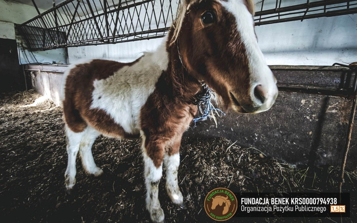 Kucyk w stajni, spokojnie stoi na ściółce.