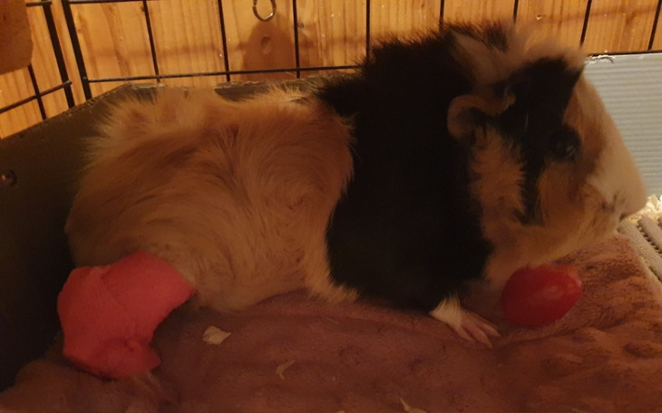 Zbiórka Ratowanie moich świnek morskich - zdjęcie główne