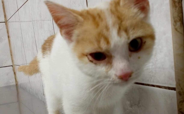 Kot z białym futrem i pomarańczowymi łatami, z bliska.