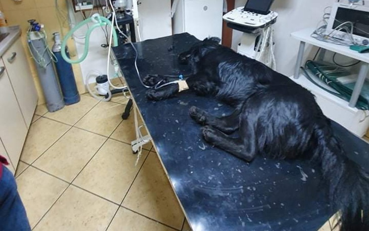 Zbiórka Jestem ofiarą wypadku. - zdjęcie główne