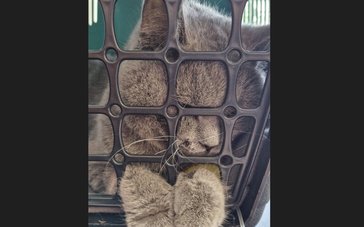 Zbiórka Oczek - skazany na wirusa - zdjęcie główne