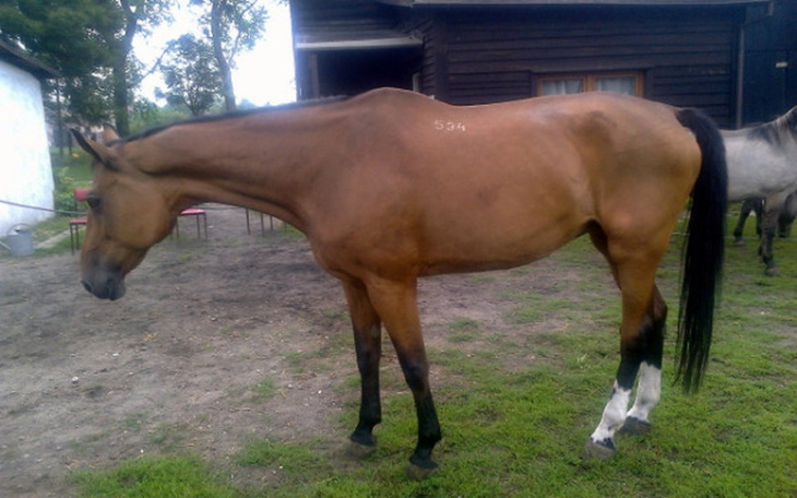 Zbiórka Leczenie konia Rosita -terapeuty - zdjęcie główne