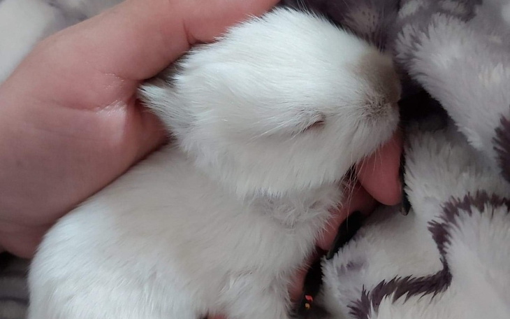 Zbiórka Na pomoc króliczym oseskom - zdjęcie główne