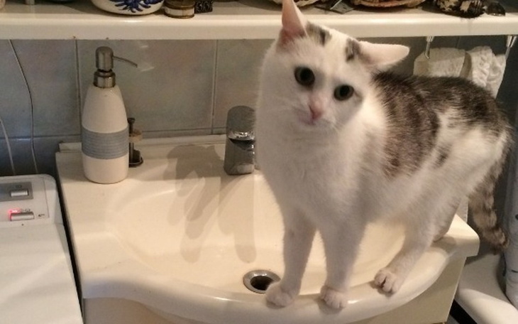Kot stojący na umywalce, z ciekawym wyrazem twarzy.