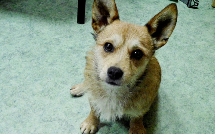 Zbiórka Na operacje płuc Rockiego - zdjęcie główne