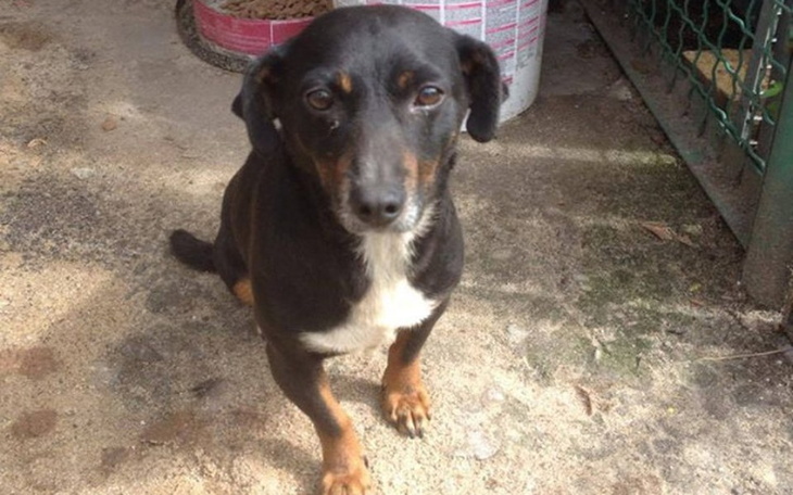 Zbiórka Zbieramy na hotelik dla Stefka! - zdjęcie główne